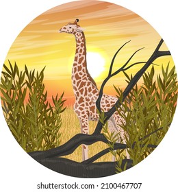 Round composition. Giraffe on the background of the African sunset. African savannah and wild animals. Realistic vector landscape
