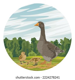 Round composition. Gray goose and two goslings in the field. farm birds. Agricultural vector realistic landscape