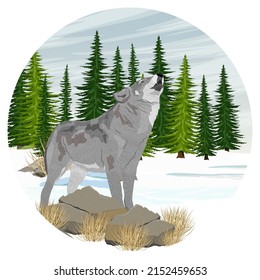 Round composition. A gray wolf howls standing in a mountain valley with snow and firs. Winter realistic vector landscape