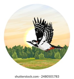 Round composition. A great spotted woodpecker flies over a green summer meadow. Wild bird. Realistic vector landscape