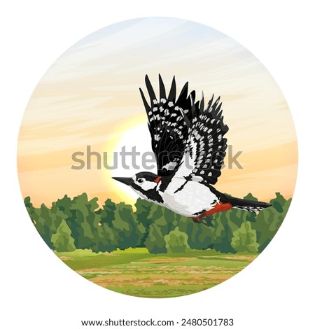 Round composition. A great spotted woodpecker flies over a green summer meadow. Wild bird. Realistic vector landscape