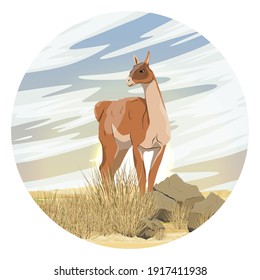 Round composition. Lama guanaco stands in the rocky desert against the backdrop of the sunset. Lama guanicoe. Wild animals of South America. Vector realistic illustration