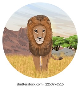 Round composition. A large African lion stands in the dry grass of the savannah. African wild predators. Realistic vector landscape