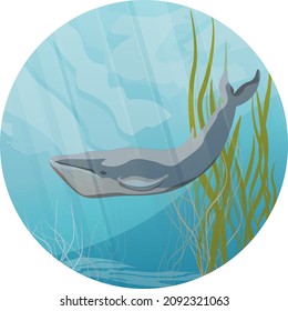 Round composition with a large blue whale swimming in the ocean near green algae. Realistic vector landscape