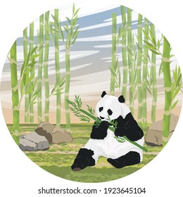 Round composition. A large panda nibbles on a juicy stalk of bamboo. Asian animals. Bamboo grove. China Realistic vector landscape