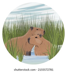 Round composition. A pair of large capybaras are sitting in a pond. Shore of a pond with tall grass. Rodents of South America. Realistic vector landscape