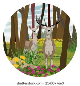 Round composition. Pair of red deer in the summer forest. Mammals animals of Europe and America. noble deer. Realistic vector landscape.