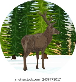 Round composition. A red deer stands in the snow in front of dense spruce trees. Realistic vector landscape