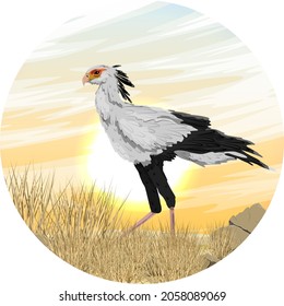 Round composition. The secretary bird Sagittarius serpentarius stands in a dry African savanna with tall grass and stones. Wild birds of Africa. Realistic vector landscape