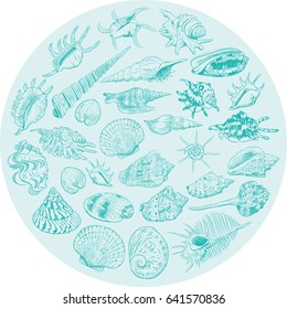 Round composition Summer concept with Unique museum collection of sea shells rare endangered species, molluscs Blue contour on teal white background. card banner design. Vector illustration