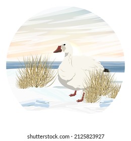Composición redonda. Anser caerulescens, ganso del ártico blanco, en una nevada orilla de río. Aves del Norte. Entorno vectorial realista
