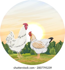 Round composition. White rooster and hen on a green meadow in front of the forest. Domestic bird. Agricultural vector realistic landscape