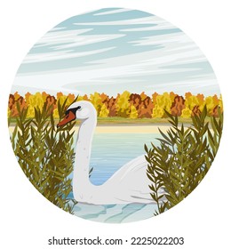 round composition. A white swan swims on the lake in autumn. Wild birds white swan Cygnus olor. Realistic vector landscape