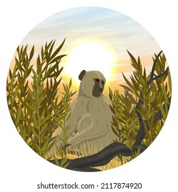 Round composition. Yellow baboon in thickets of tall dry grass. Monkeys of the African savanna. Realistic vector landscape