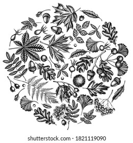 Round design with black and white fern, dog rose, rowan, ginkgo, maple, oak, horse chestnut, chestnut, hawthorn
