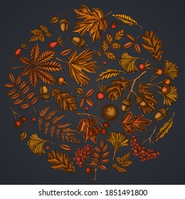 Round floral design on dark background with fern, dog rose, rowan, ginkgo, maple, oak, horse chestnut, chestnut, hawthorn