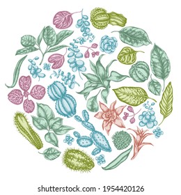 Round floral design with pastel ficus, iresine, kalanchoe, calathea, guzmania, cactus