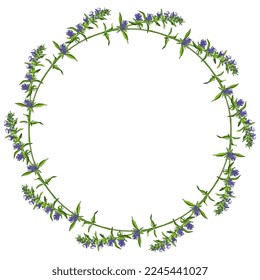 Marco floral redondo con ramas florecientes de flor de hisopo. corona herbal. Hyssópus officinális. Ilustración vectorial aislada.