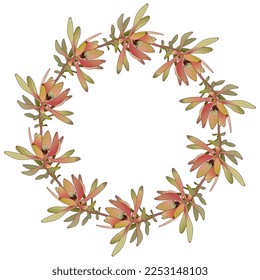 Round floral frame with blooming branches of Leucadendron or Conebush plant. Botanical succulent wreath. Isolated vector illustration. On white background.