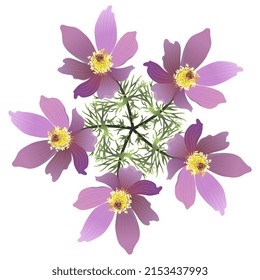 Round floral mandala or star shape with blooming branches of Eastern pasqueflower. Pulsatilla vulgaris. Botanical pattern with green leaves and purple flowers on white background.