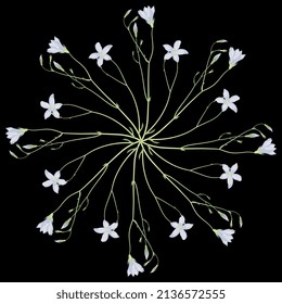 Round floral star shape or mandala design. Bouquet of blooming branches of bluebell flower. On black background.