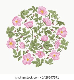 Round flower composition with wild rose. Botanical illustration. 