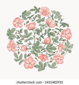 Round flower composition with wild rose. Botanical illustration. Cantaloupe background.
