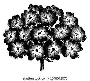 Las flores redondeadas son pequeños grupos y tienen de 8 a 27 componentes; Los cabezales de flores personales tienen una capa fina, las flores se abren en casi una docena de grupos, la densidad de fluidos es alta, vintage 