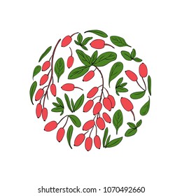 Round frame, Barberry hand drawn  vector isolated on white background, decorative fruit texture, colorful fresh berry, Natural spicy herb, cooking ingredient for design package tea, cosmetic, medicine