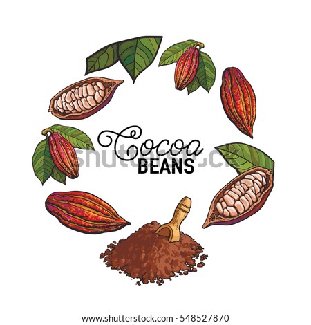 Round frame of cacao fruit, beans and powder with place for text, sketch illustration isolated on white background. Cacao fruit, beans, powder forming round frame for chocolate banner, poster design