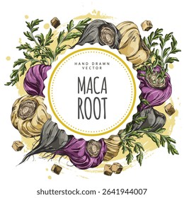 Round frame with maca roots border, yellow, black, purple, with leaves. Superfood. Peruvian vegetable. Natural ingredient for energy. Label. Hand drawn vector illustration. Watercolor sketch.
