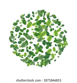 Marco redondo hecho de hojas de té verde voladoras aisladas en blanco. Deja el fondo de la primavera. El té verde premium para una buena salud. Planta de naturaleza de flotación para diseño, publicidad, productos de envasado. Vector