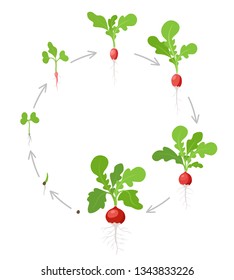 Round growth stages of Radish plant. Vector flat illustration. Raphanus raphanistrum. Radishes taproot circular grown life cycle.