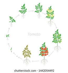 Round Growth Stages Red Tomato Cherry Stock Vector (Royalty Free ...