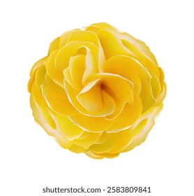 Round isolated Yellow rose realistic on the white background