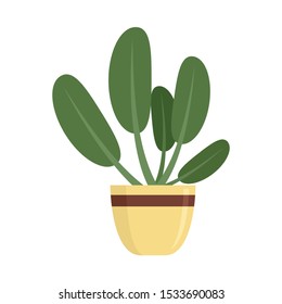 Round leaves houseplant icon. Flat illustration of round leaves houseplant vector icon for web design
