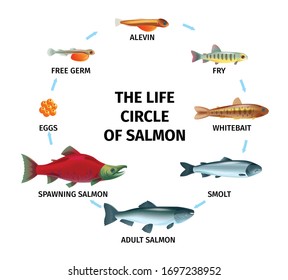 Round life cycle salmon composition with circle shaped flowchart and images of fishes of different age vector illustration