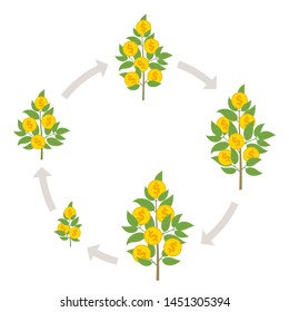 Round Money for growth. Money tree. Bank deposit phases set. Make coin crop. Cash grow up circle animation progression.