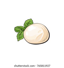 Round piece of Italian mozzarella cheese, sketch style vector illustration on white background. Realistic hand drawing of Italian mozzarella cheese decorated with basil leaves