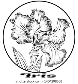 round print with a large black iris flower on a white background