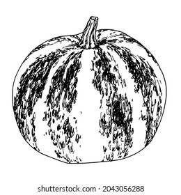 round pumpkin. a pumpkin drawn in a sketch style with a pattern of stripes and spots, an isolated black outline on white. autumn harvest of a whole pumpkin side view in a realistic style.
