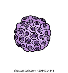 Round sea sponge object  color variation for coloring page isolated on white background