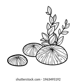 Round sea sponges and seaweed object coloring book linear drawing isolated on white background