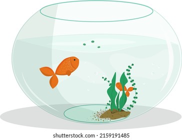 
Round shape aquarium with goldfish, rocks and various algae for home or pet shop