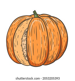 Rund ein einziger orangefarbener Kürbis, Herbsternte. Herbstgemüse, traditionell für Thanksgiving. Handgraviert, Vektorgrafik.