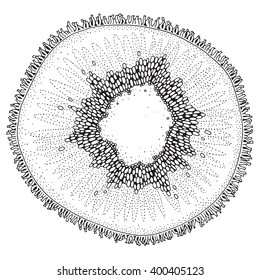 Round slice of kiwi on white background. Hand-drawn, doodle, vector, zentangle, tribal design element.  Black and white  background. Made by trace from sketch. Zen art. Coloring book page for adult.