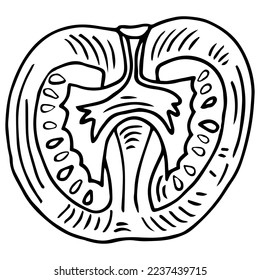 Round slice of tomato and a wedge of tomato sketchsingle icon vector isolated on white