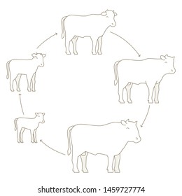 Round stages of beefs growth set. Breeding beef production. Cattle raising farm. Calf grow up animation progression. Outline contour line vector illustration.