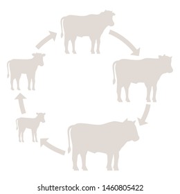 Round Stages of beefs growth set. Breeding beef production. Bull animal farm. Cattle raising. Calf grow up animation circle progression. Silhouette outline contour line vector illustration.