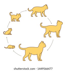 Round Stages Of Cat Growth Set. From Kitten To Adult Cat. Animal Pets. Pussy Grow Up Animation Progression. Circle Pet Life Cycle. Vector Illustration.